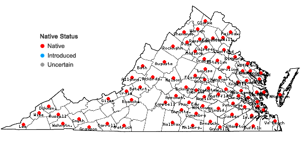 Locations ofPlatygyrium repens (Brid.) Schimp. in Virginia