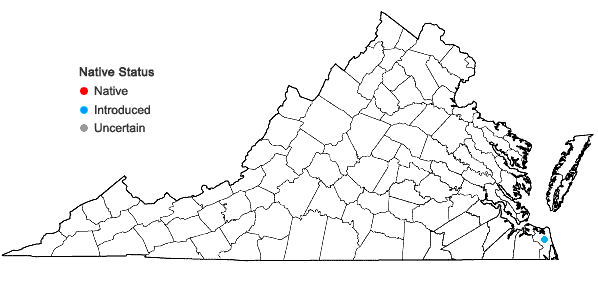 Locations ofPolycarpon tetraphyllum (L.) L. in Virginia