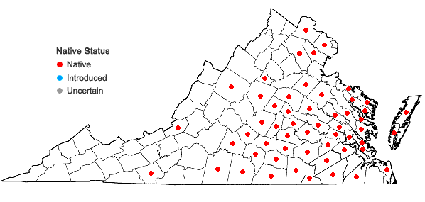 Locations ofPolygala incarnata L. in Virginia