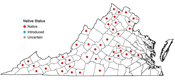 Locations ofPolygonatum biflorum (Walt.) Ell. var. commutatum (J.A. & J.H. Schultes) Morong in Virginia