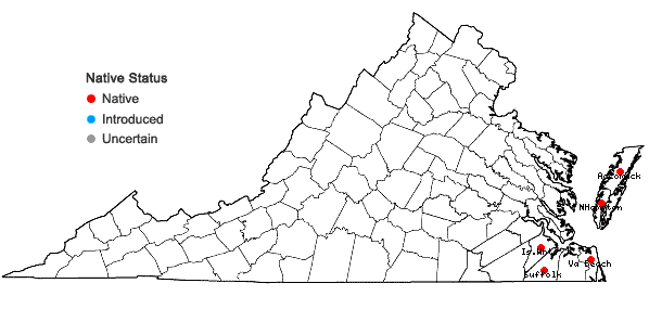 Locations ofPolygonella articulata (L.) Meisn. in Virginia