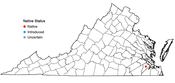 Locations ofPolygonella polygama (Vent.) Engelm. & Gray var. polygama in Virginia