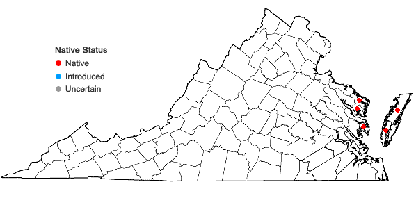 Locations ofPolygonum glaucum Nutt. in Virginia