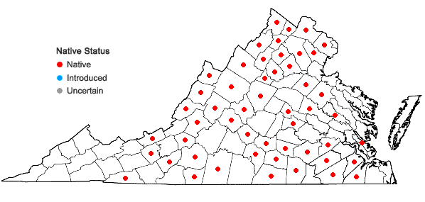 Locations ofPolygonum tenue Michx. in Virginia