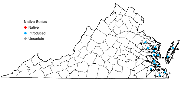 Locations ofPolypogon monspeliensis (L.) Desf. in Virginia