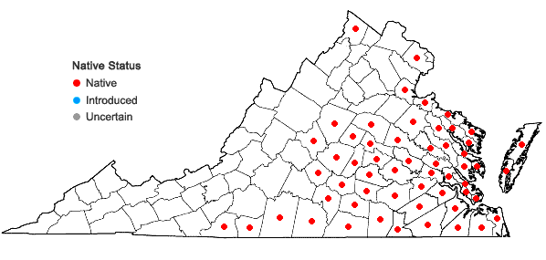 Locations ofPolypremum procumbens L. in Virginia
