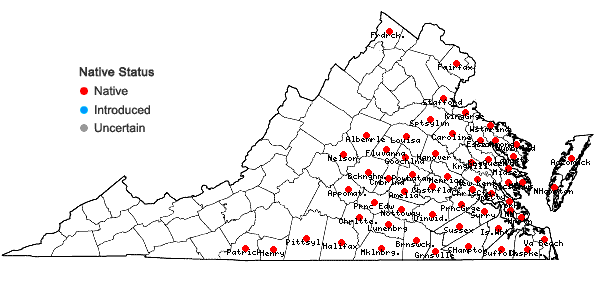 Locations ofPolypremum procumbens L. in Virginia