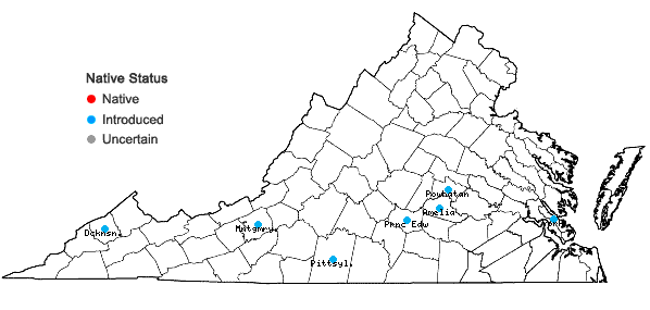 Locations ofPopulus ×canadensis Moench in Virginia