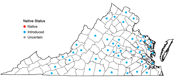 Locations ofPopulus ×canescens (Ait.) Sm. in Virginia