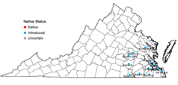 Locations ofPortulaca amilis Speg. in Virginia