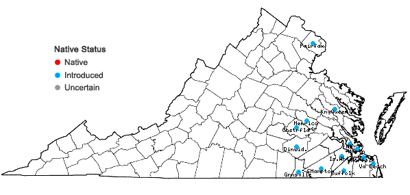 Locations ofPortulaca amilis Speg. in Virginia