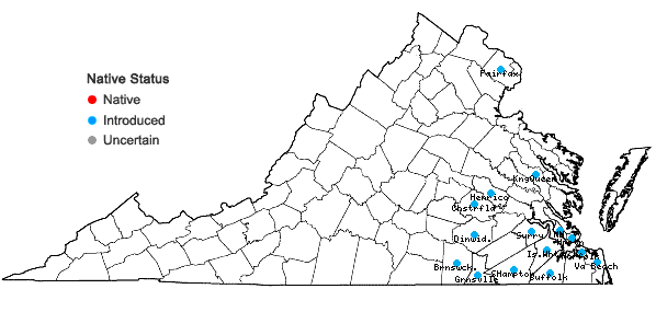 Locations ofPortulaca amilis Speg. in Virginia