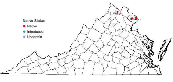 Locations ofPotamogeton zosteriformis Fernald in Virginia