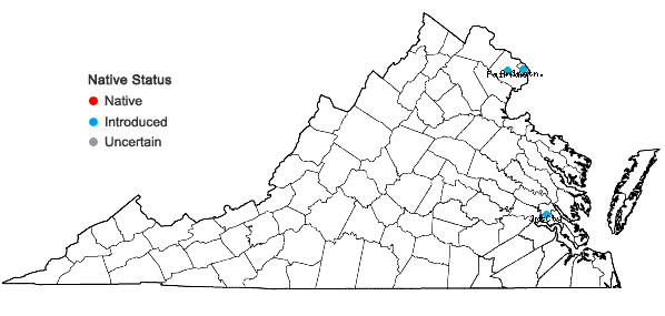 Locations ofPourthiaea villosa (Thunb.) Decaisne in Virginia