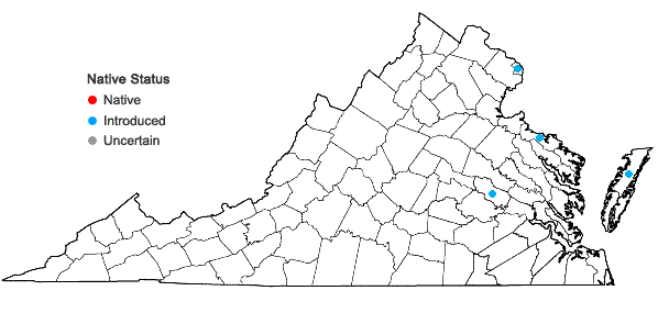 Locations ofProboscidea louisianica (P. Miller) Thellung in Virginia