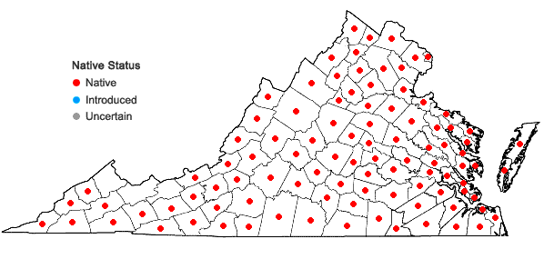 Locations ofPseudognaphalium obtusifolium (L.) Hilliard & Burtt in Virginia