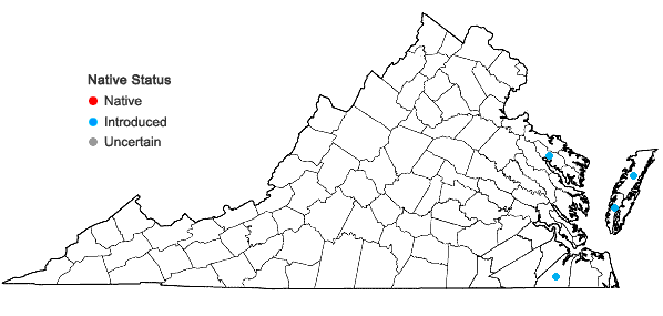 Locations ofPseudognaphalium stramineum (Kunth) W.A. Weber in Virginia