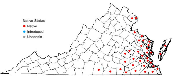 Locations ofPtilimnium capillaceum (Michx.) Raf. in Virginia