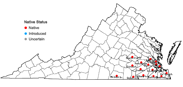 Locations ofPycnanthemum flexuosum (Walt.) B.S.P. in Virginia