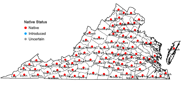 Locations ofPycnanthemum incanum complex in Virginia