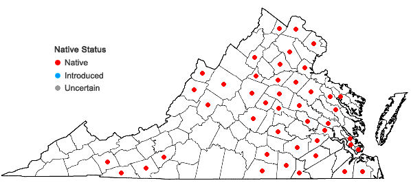 Locations ofPycnanthemum muticum (Michx.) Pers. in Virginia