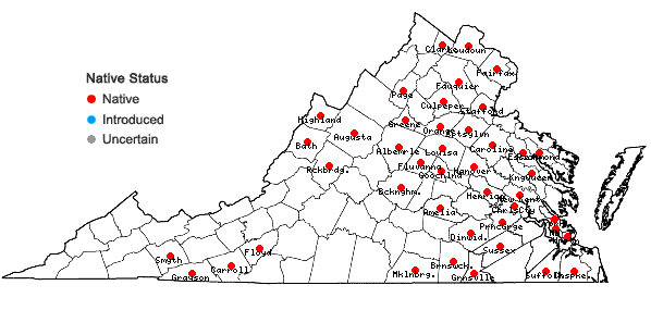 Locations ofPycnanthemum muticum (Michx.) Pers. in Virginia