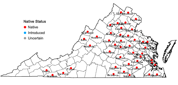 Locations ofPycnanthemum muticum (Michx.) Pers. in Virginia