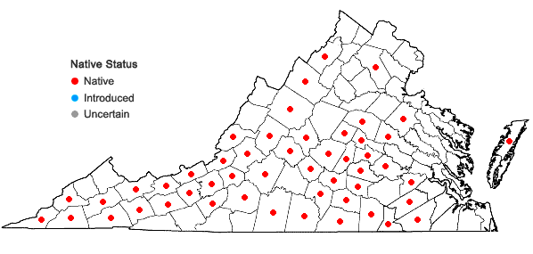 Locations ofPycnanthemum pycnanthemoides (Leavenworth) Fern. in Virginia