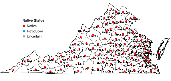 Locations ofPycnanthemum tenuifolium Schrad. in Virginia