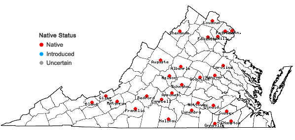 Locations ofPycnanthemum torreyi Benth. in Virginia
