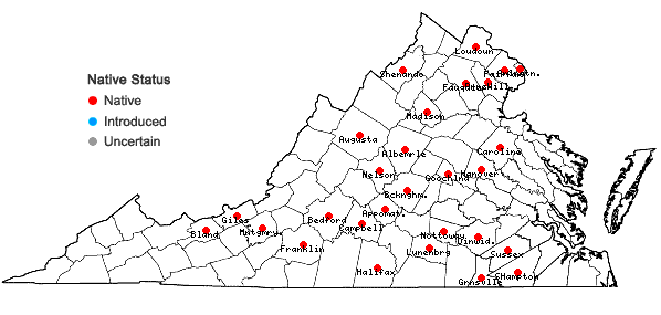 Locations ofPycnanthemum torreyi Benth. in Virginia