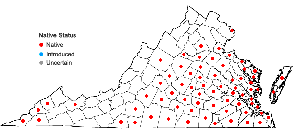 Locations ofPyrrhopappus carolinianus (Walt.) DC. in Virginia