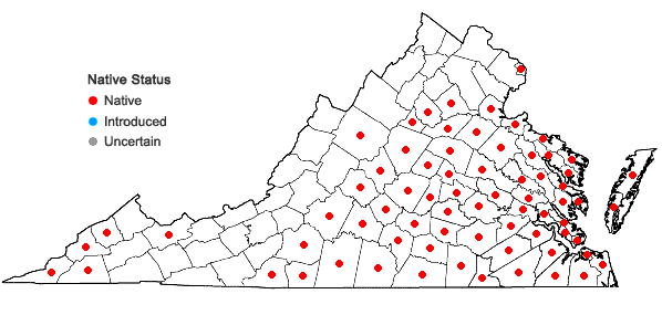 Locations ofPyrrhopappus carolinianus (Walt.) DC. in Virginia