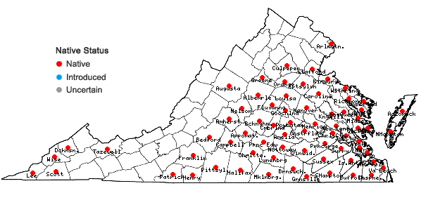 Locations ofPyrrhopappus carolinianus (Walt.) DC. in Virginia