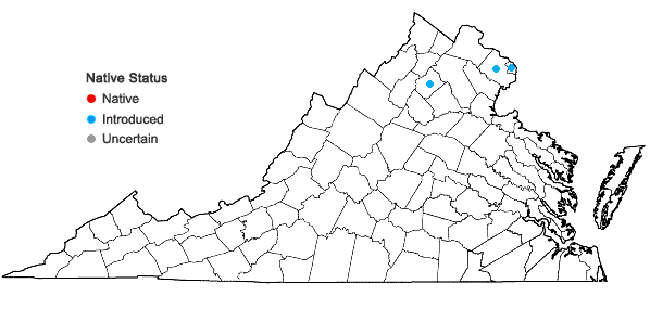 Locations ofQuercus acutissima Carruthers in Virginia