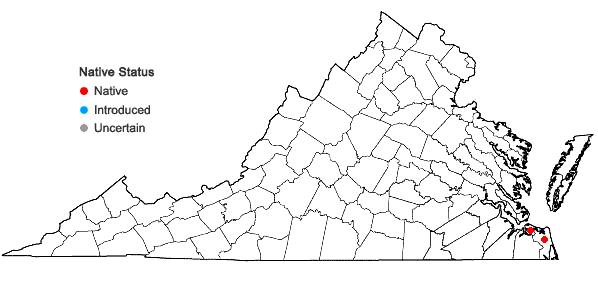 Locations ofQuercus hemisphaerica Bartram ex Willdenow in Virginia