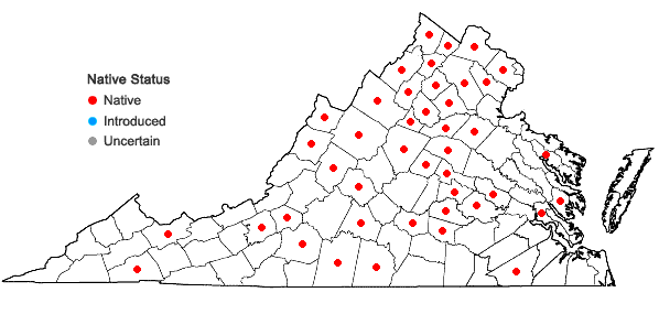 Locations ofQuercus imbricaria Michaux in Virginia