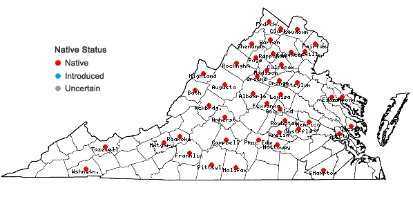 Locations ofQuercus imbricaria Michaux in Virginia