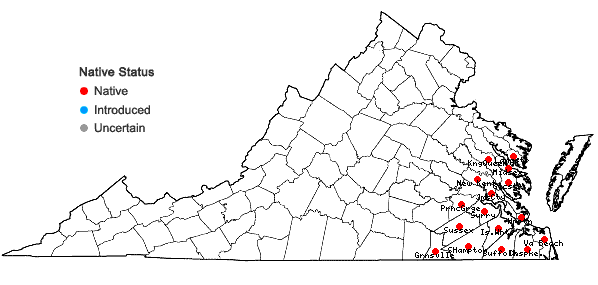 Locations ofQuercus margarettae Ashe ex Small in Virginia