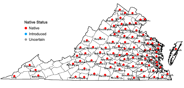 Locations ofQuercus marilandica Muenchhausen var. marilandica in Virginia