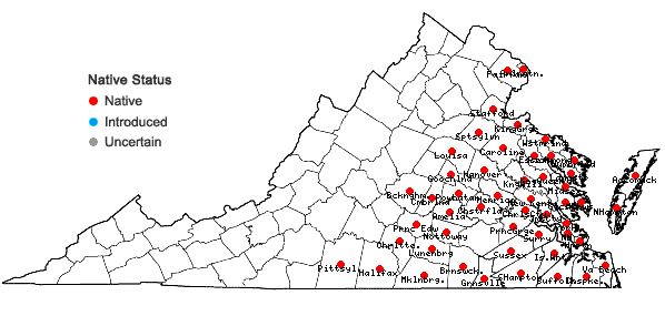 Locations ofQuercus michauxii Nuttall in Virginia