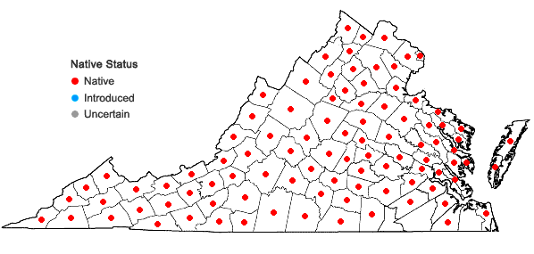 Locations ofQuercus montana Willd. in Virginia