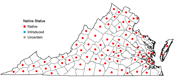 Locations ofQuercus muehlenbergii Engelmann in Virginia