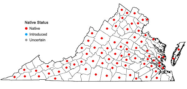 Locations ofQuercus muehlenbergii Engelmann in Virginia