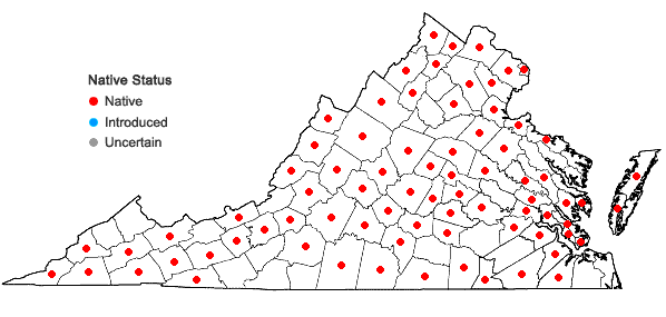 Locations ofQuercus muehlenbergii Engelmann in Virginia