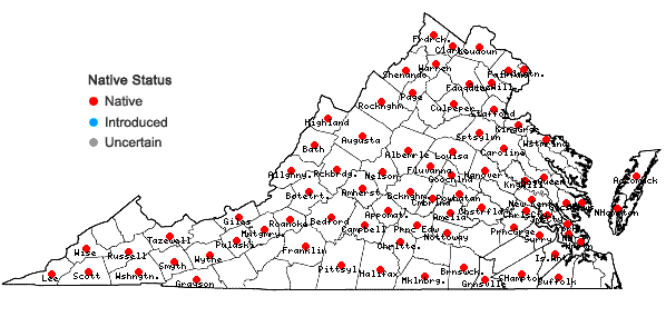 Locations ofQuercus muehlenbergii Engelmann in Virginia