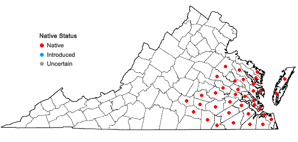 Locations ofQuercus nigra Linnaeus in Virginia