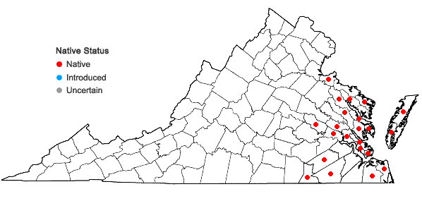Locations ofQuercus pagoda Rafinesque in Virginia