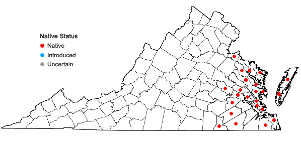 Locations ofQuercus pagoda Rafinesque in Virginia