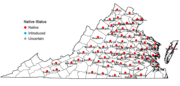 Locations ofQuercus palustris Muenchhausen in Virginia